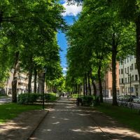 La fosse de Stockholm : une solution ingénieuse  pour les arbres urbains et la gestion des eaux