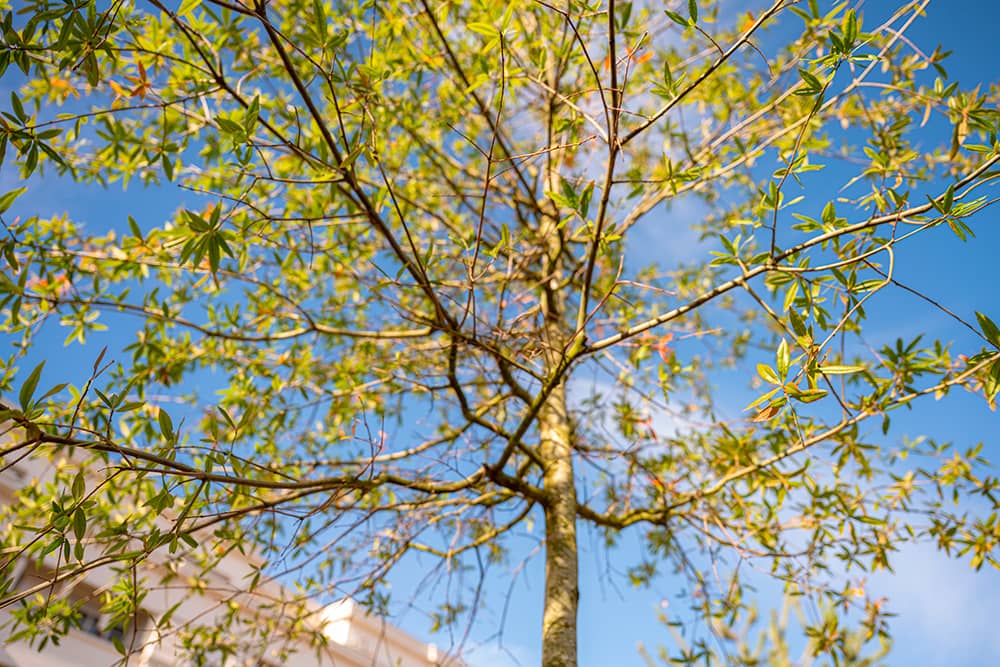 Photo arbre