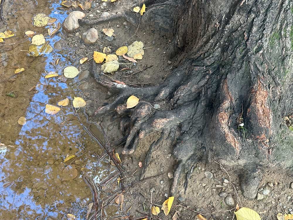 Photo racines arbre